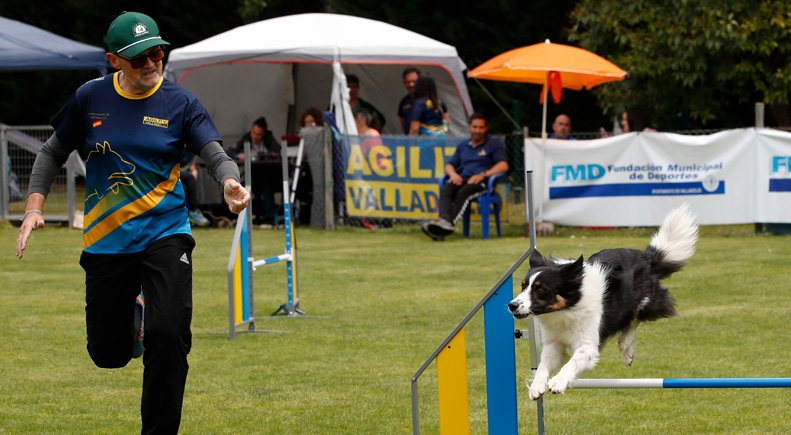 Celebración del Open Agility en Valladolid