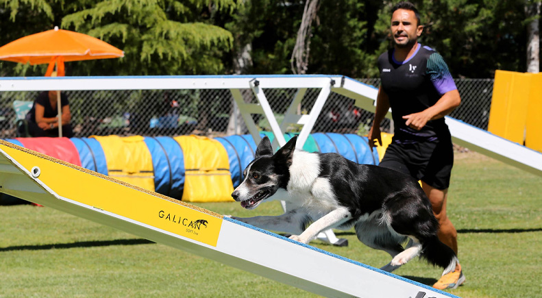Celebración del Open Agility en Valladolid | FMD